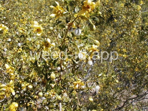 creosotebush